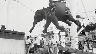 La tragique histoire de Fritz l'éléphant