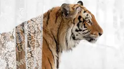 Rêve d'un tigre au nord de l'Iran