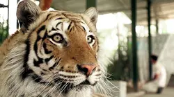 Visuel de Rêve d'un tigre au nord de l'Iran