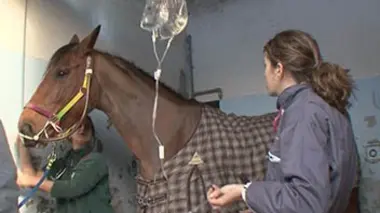 Vétérinaires, l'urgence au quotidien