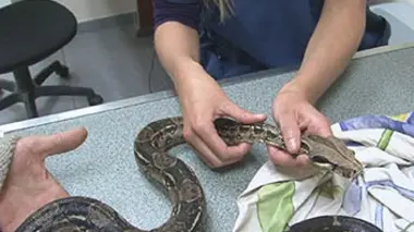 Vétérinaires, au secours des animaux