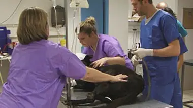 Révélations Animaux : une passion sans limites