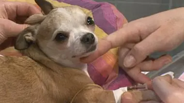 Révélations Chiens, les dessous d'une passion