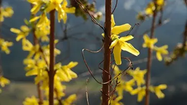 Le parfum des fleurs du Tyrol