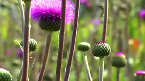 Rêves de jardins E04 Fleurs de famille