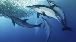Visuel de Révolutions dans la nature