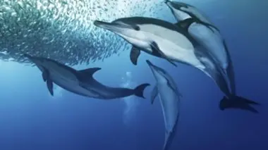 La course des sardines