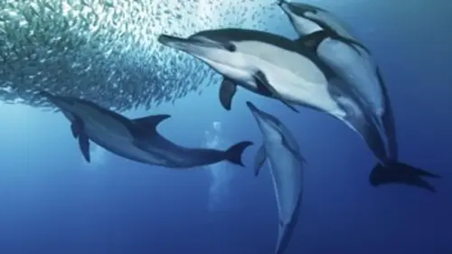 Révolutions dans la nature La course des sardines