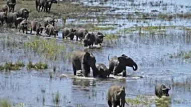 La crue de l'Okavango