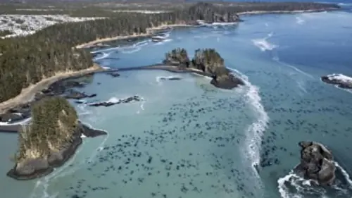 Révolutions dans la nature Un festin de plancton
