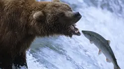 Visuel de Révolutions dans la nature