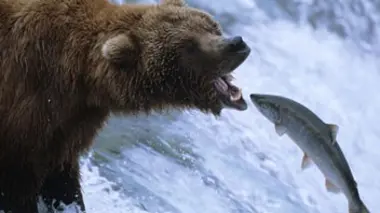 Le retour des saumons