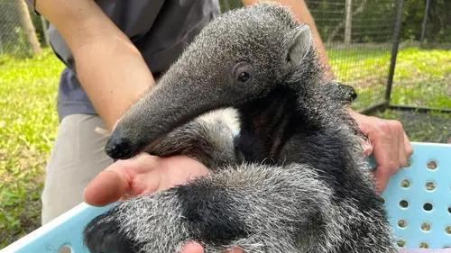 Rewild, la nature reprend ses droits