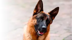 Rex