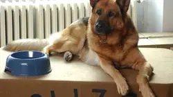 Visuel de Rex