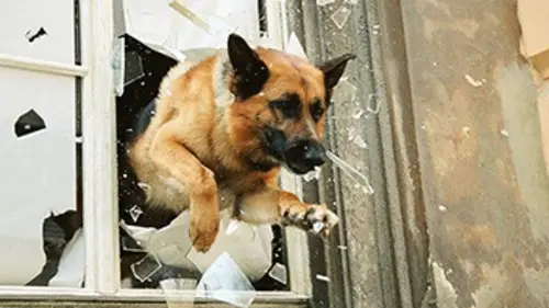 Rex S03E03 Les diamants