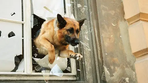 Rex Combats clandestins