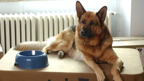 Rex S07E05 Clichés tragiques