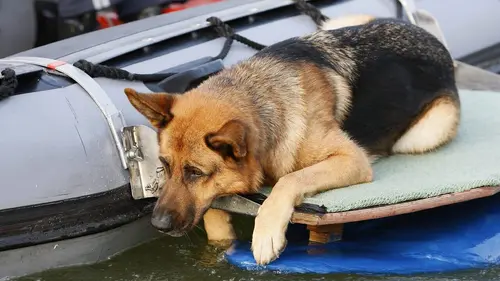 Casting Rex S06E10 Dangereuse séduction