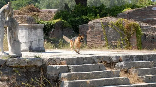 Rex S12E10 Le pilleur de tombes