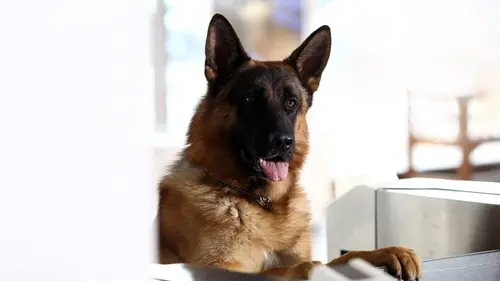 Rex S14E10 Le troisième homme