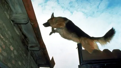 Rex S16E04 Partie de chasse