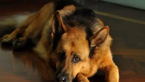 Rex S18E02 Promenade matinale