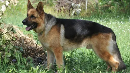 Rex S18E04 Le calendrier