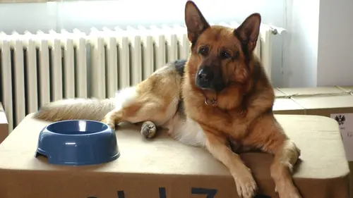 Rex S11E01 Destination Rome