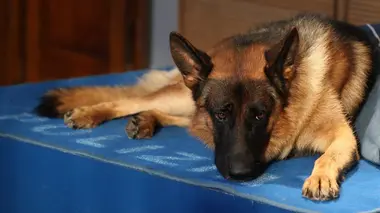 Un nouveau co-équipier