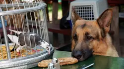 Rex, chien flic S09E03 Meurtre dans un pigeonnier