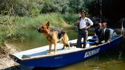 Visuel de Rex, chien flic