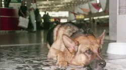 Rex, chien flic