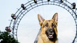 Visuel de Rex, chien flic