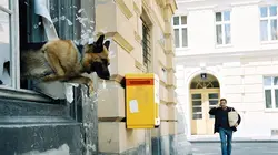 Visuel de Rex, chien flic