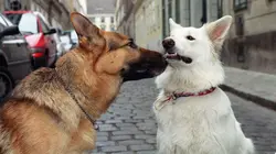 Visuel de Rex, chien flic