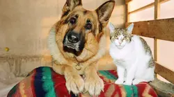 Rex, chien flic S09E12 Lisa et Thomas