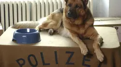 Rex, chien flic S04E04 La mort de Moser