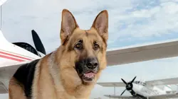 Rex, chien flic S07E05 Mauvaises actions en streaming