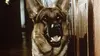 Rex, chien flic S08E02 Les chandeliers