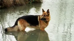 Rex, chien flic S09E07 Prison de femmes