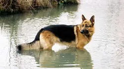 Rex, chien flic S09E07 Prison de femmes