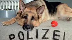 Rex, chien flic  S08E09 Blondes, belles, mortes