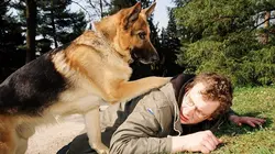 Rex, chien flic S09E05 Suicides suspects