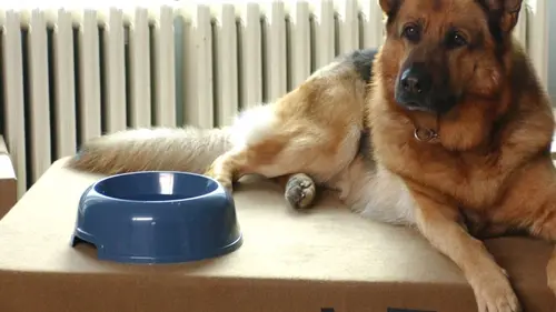 News de Rex, chien flic