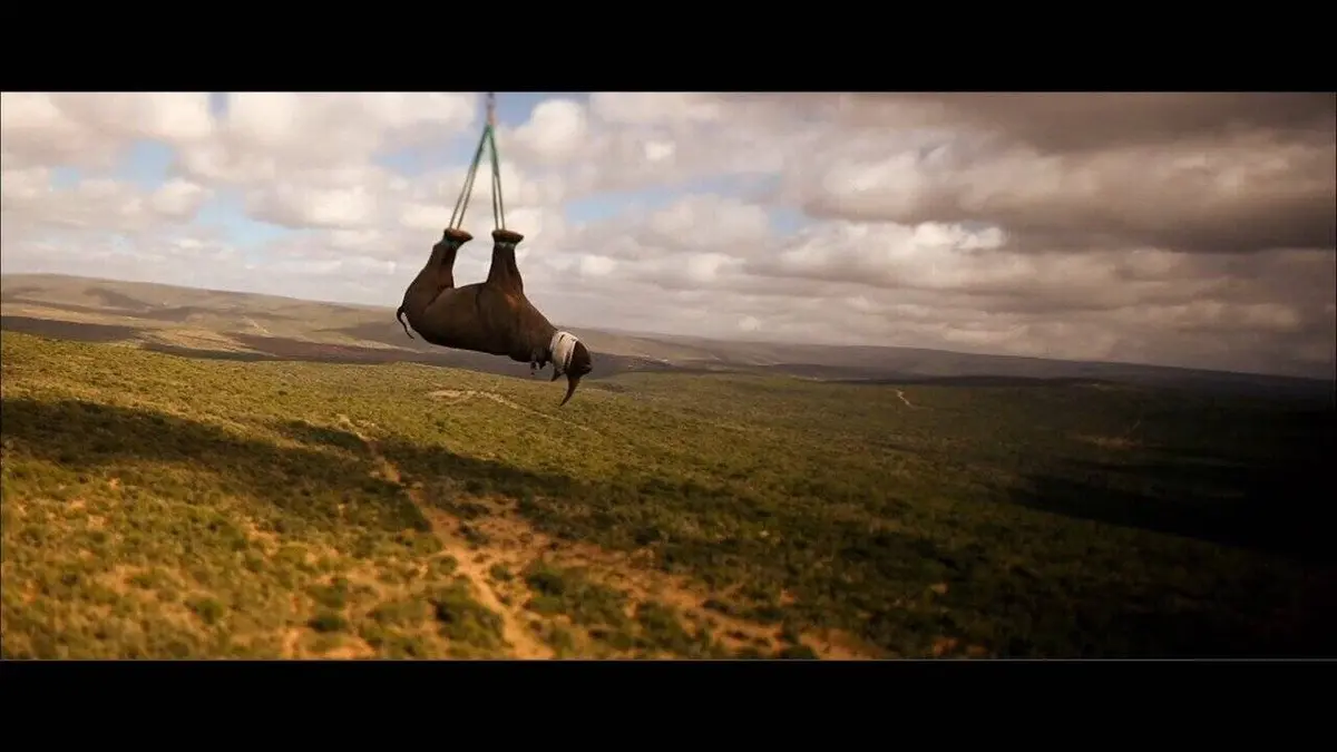 Audiences TV : Rhino dollars