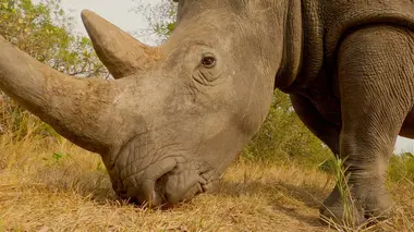 Rhinocéros : l'art d'élever sa famille