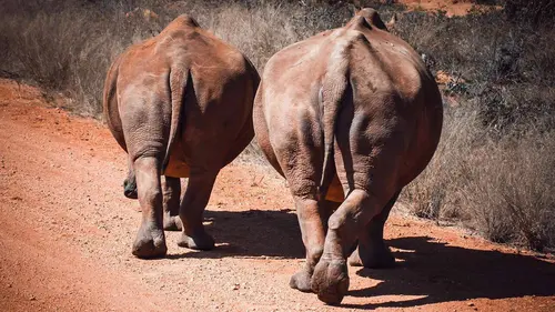 Rhinocéros : préservation des géants