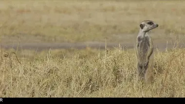 Richard Rasmussen et les animaux d'Afrique S01E01 Un accueil chaleureux