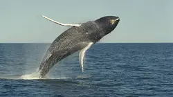 Richard Rasmussen : mission Amérique S02E01 Les baleines grises